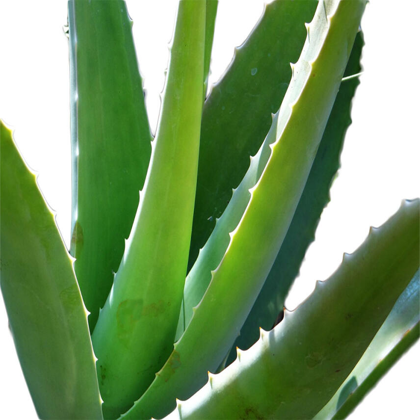 milmil bio badedusche natura Aloe Vera &amp; Bambus 500ml ohne Silikone u. Farbstoffe