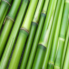 milmil bio badedusche natura Aloe Vera &amp; Bambus 500ml ohne Silikone u. Farbstoffe