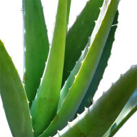 MALIZIA Feuchttücher Pflegetücher Aloe Vera & grüner tee 864 Tücher 12x72 Stück