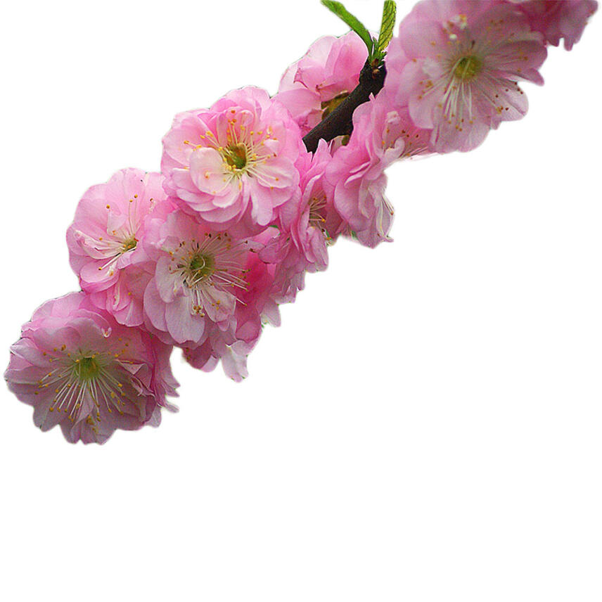 CLINIANS Anti Age Reinigungsmilch mit Argan&ouml;l 200 ml