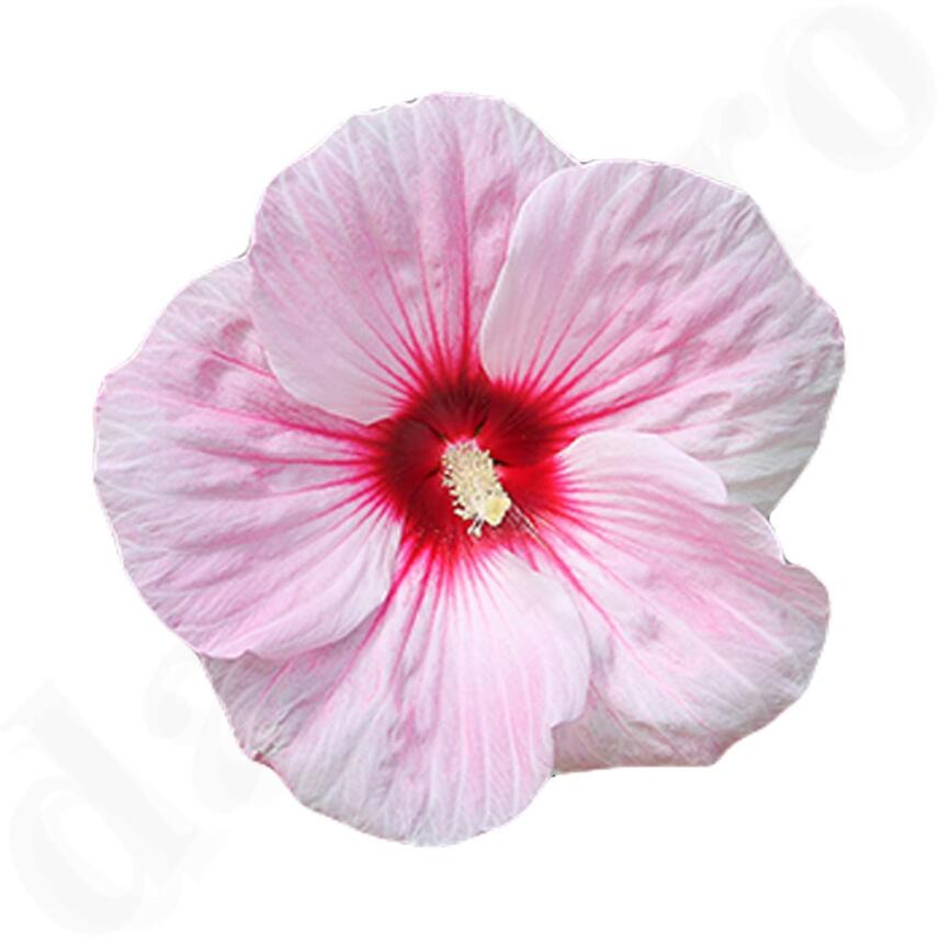 GEOMAR Anti Age Gesichtsmaske Meeresalgen &amp; Hibiskusbl&uuml;te 24x