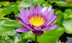 Malizia Bath-Foam MONOI &amp; Lotus flower 1000ml