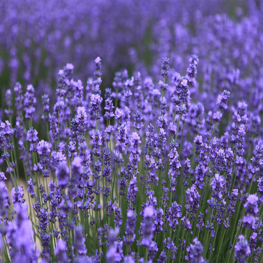 Atkinsons English Lavender Eau de Toilette 90 ml